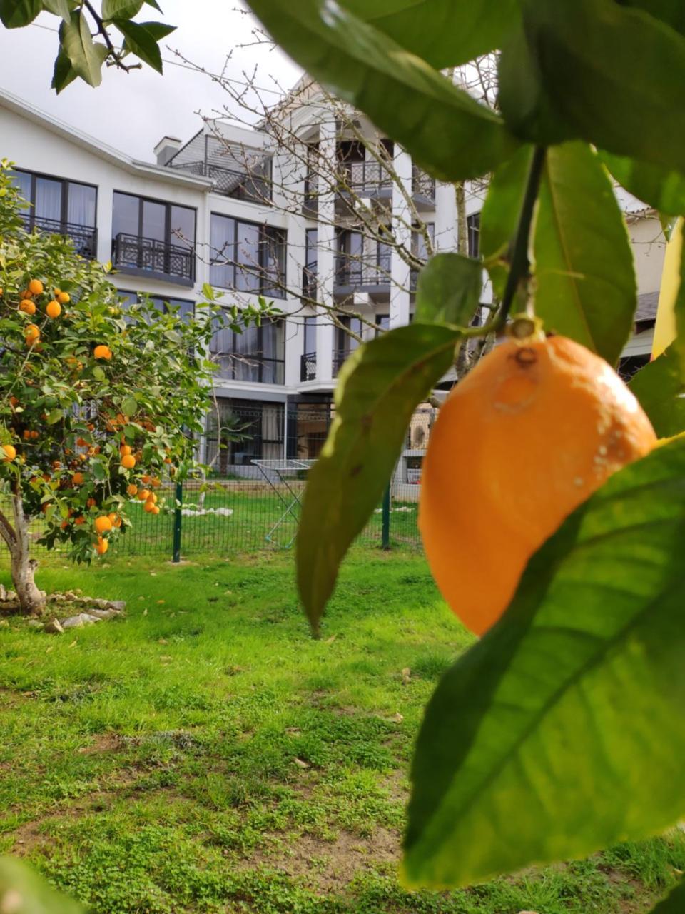 Gega Hotel Gagra Exterior photo